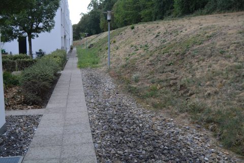 Andains d’herbe fraîchement fauchée en lumière rasante du soir, vergers en bordure