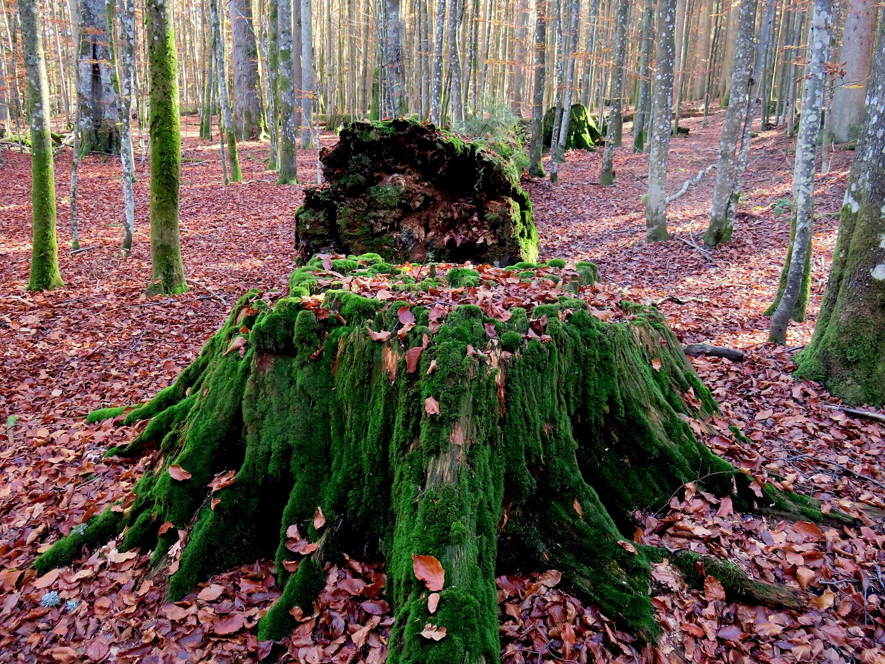 Souche moussue dans une hêtraie, posée sur un tapis de feuilles rousses en lumière d’automne