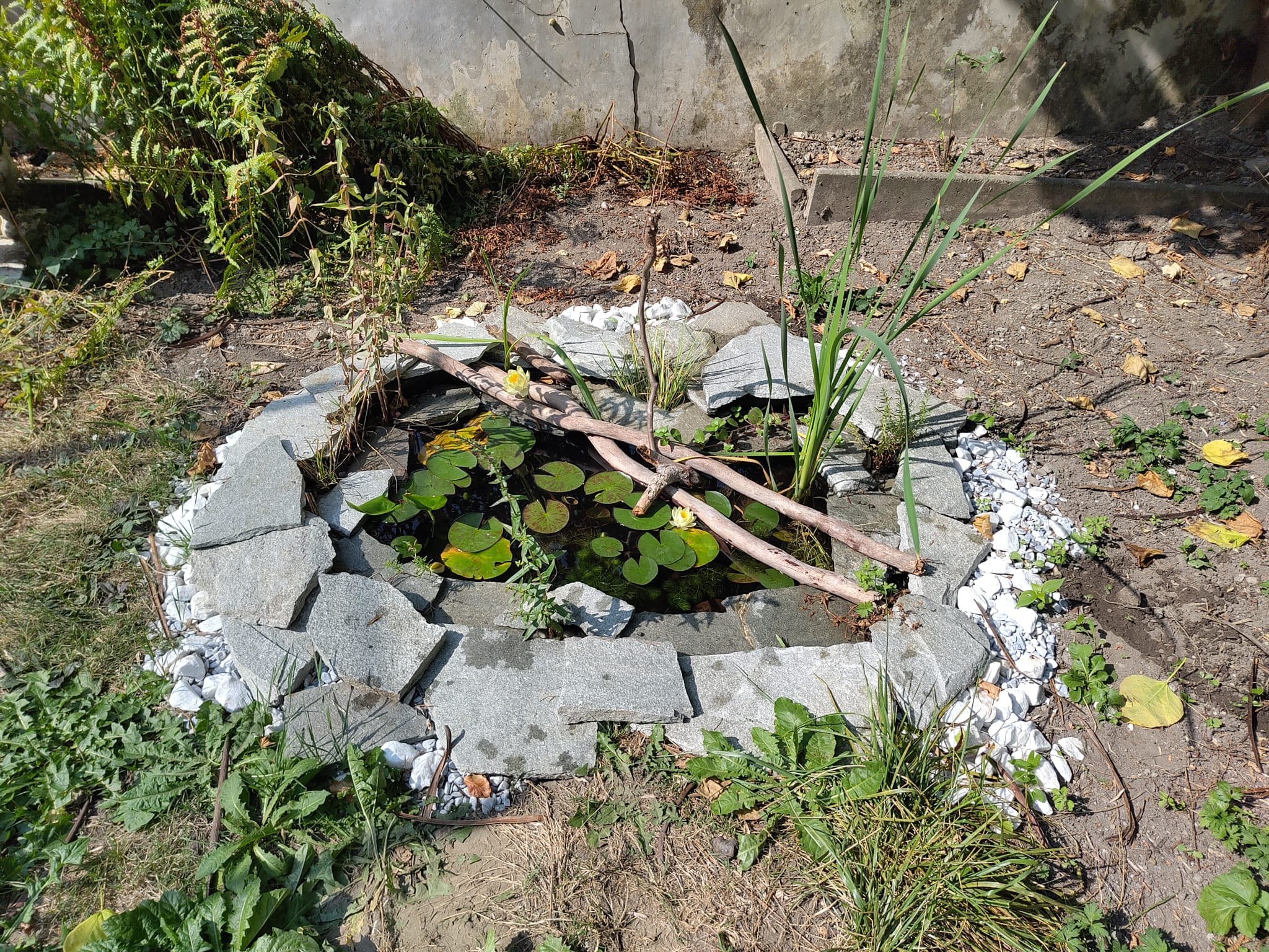 Petite mare de jardin ensoleillée aux berges végétalisées d’iris, de joncs et de salicaires.