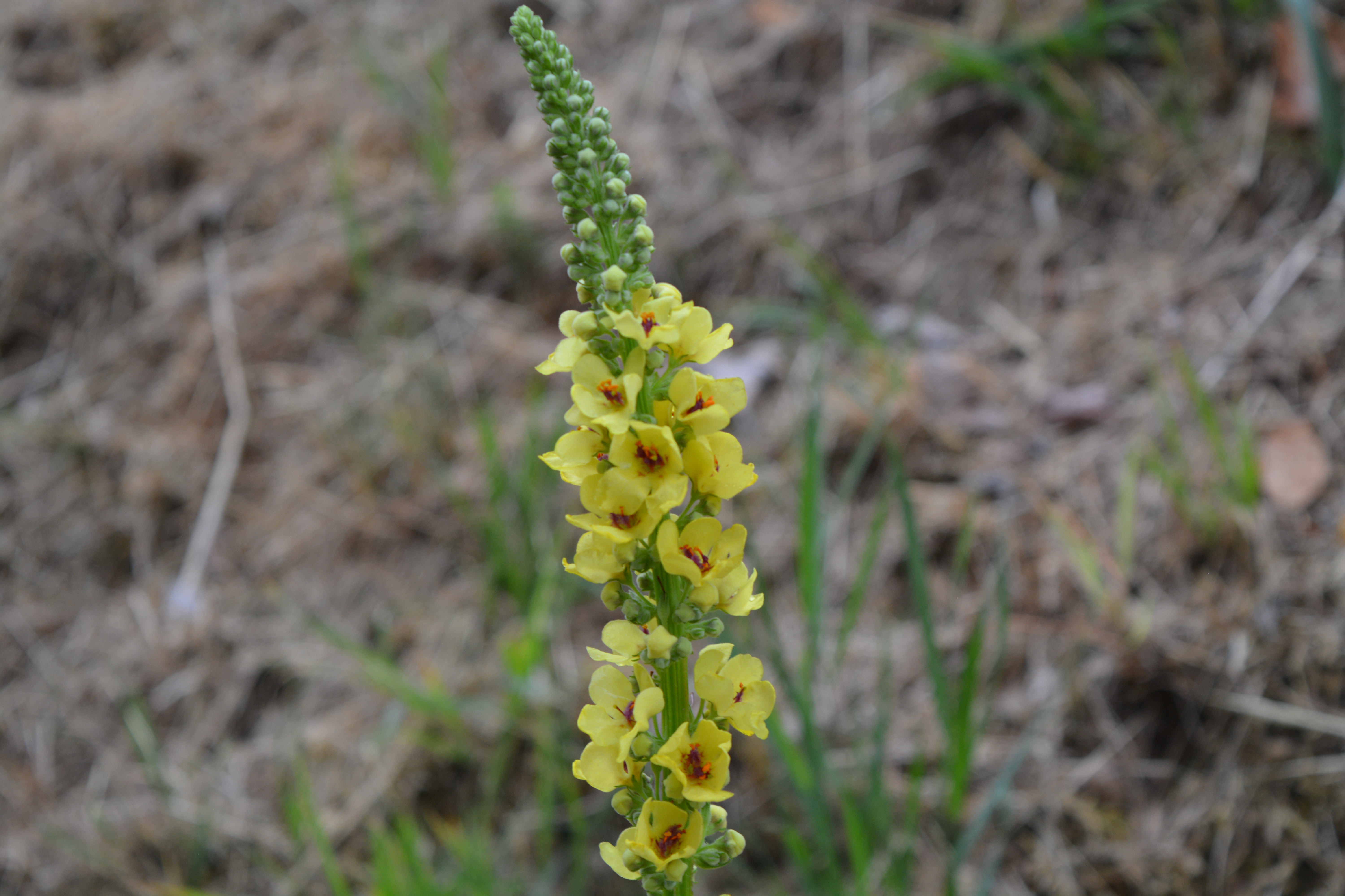 Molène noire (Verbascum nigrum) sur talus à exposition sud. 